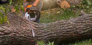 Tuckerman, AR Tree Care Company