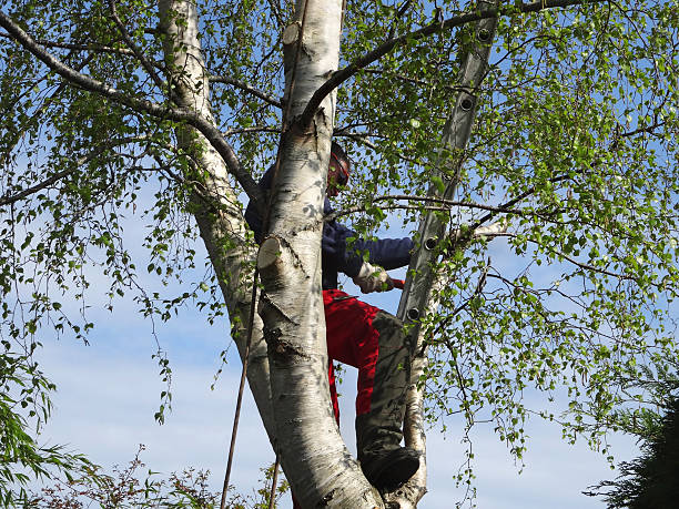 Best Root Management and Removal  in Tuckerman, AR